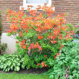 Azaleea Japoneza (Rhododendron) Fireball, cu flori portocalii-rosiatic, rezistent la frig