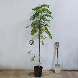 Salcam Pink Cascade, arbore ornamental cu flori roz parfumate, crestere rapida, rezistent la frig