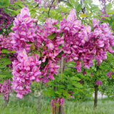 Salcam Pink Cascade, arbore ornamental cu flori roz parfumate, crestere rapida, rezistent la frig