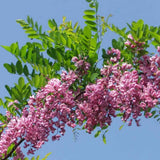 Salcam Pink Cascade, arbore ornamental cu flori roz parfumate, crestere rapida, rezistent la frig