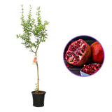 Rodiu Tip Copac (Punica Granatum), cu fructe mari rosii-rubinii, an 2 pe rod