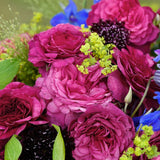 Trandafir Floribunda magenta-inchis Kaffe Fassett, cu parfum intens