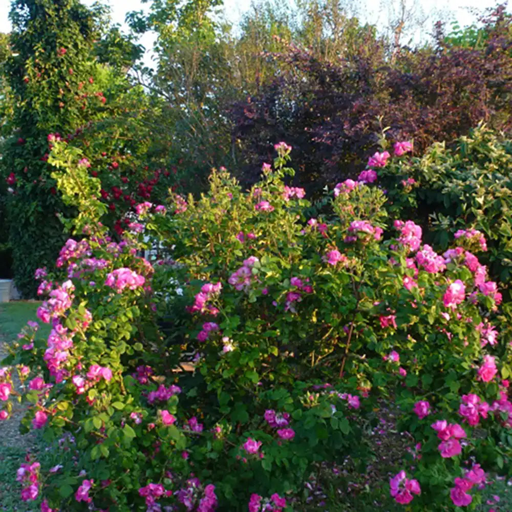 Trandafir Tufa roz-violet Global Water, cu inflorire repetata