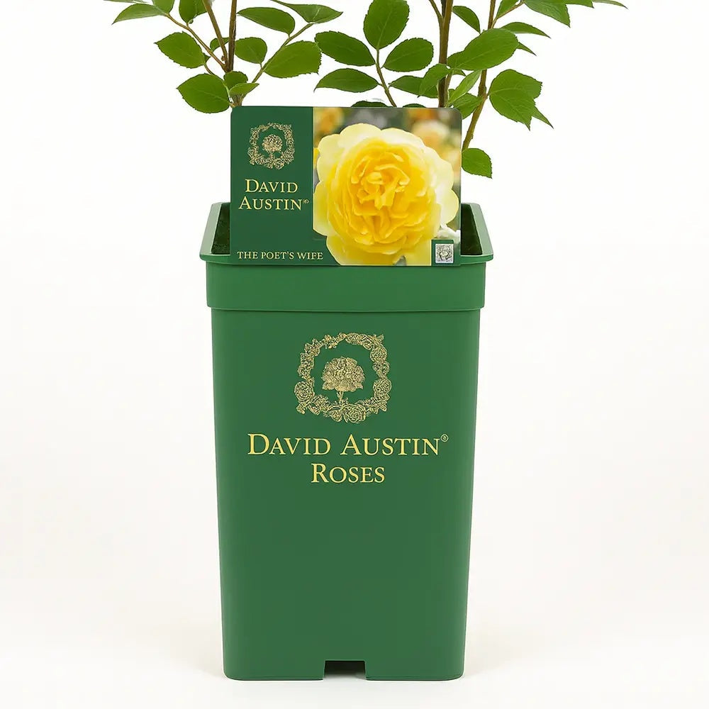 Trandafir englezesc David Austin The Poet’s Wife - trandafir galben intens, flori duble, parfum fructat, inflorire repetata