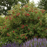 Trandafir Tufa Rosa Rugosa F.J.Grootendorst, cu flori rosii si parfum zimtat
