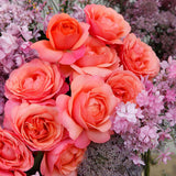 Trandafir Floribunda apricot-somon Coral Lions, inflorire repetata