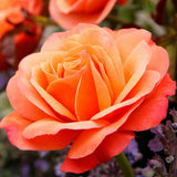 Trandafir Floribunda apricot-somon Coral Lions, inflorire repetata