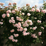 Trandafir Catarator roz-pastelat Rose de Tolbiac, cu inflorire repetata, multiplu premiat
