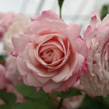 Trandafir Floribunda roz-pastelat Rosenfaszination, cu parfum intens, inflorire repetata si distinctia ADR