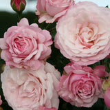 Trandafir Floribunda roz-pastelat Rosenfaszination, cu parfum intens, inflorire repetata si distinctia ADR