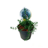 Rozmarin Capri in ghiveci, planta aromatica perena pentru ghiveci si gradina, flori albastre parfumate