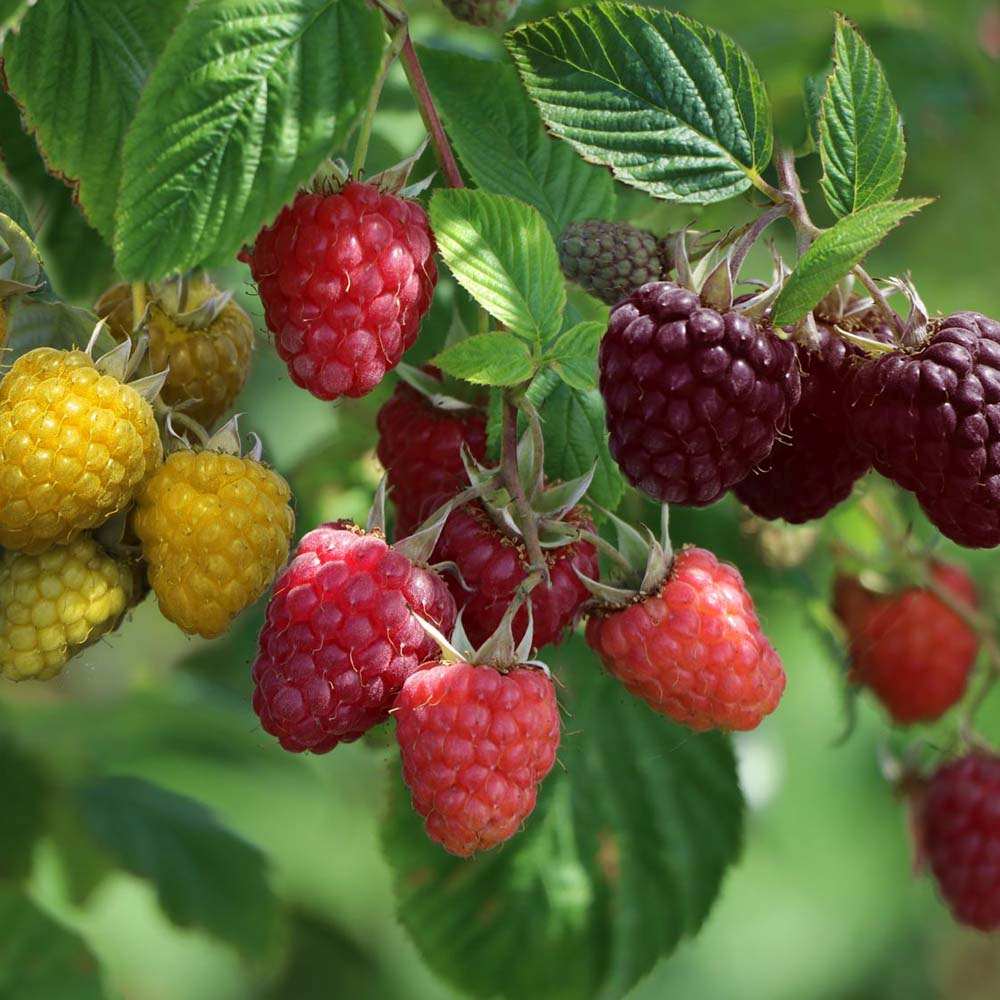 Zmeura Rosu TRIO (Rubus Idaeus), trei soiuri diferite de zmeura intr-un singur arbust,  rosu, galben si negru, an 1 pe rod