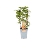 Zmeura Rosu TRIO (Rubus Idaeus), trei soiuri diferite de zmeura intr-un singur arbust,  rosu, galben si negru, an 1 pe rod