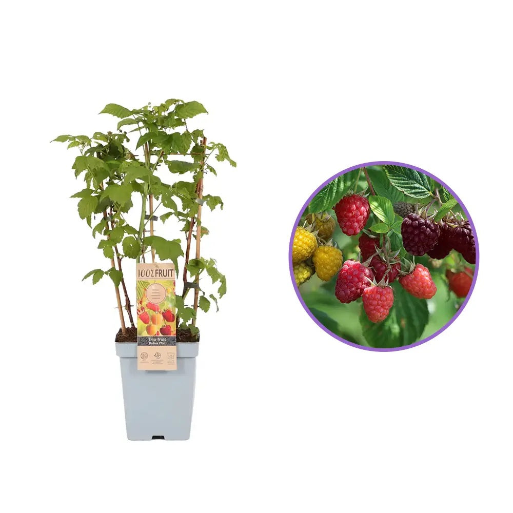 Zmeura Rosu TRIO (Rubus Idaeus), trei soiuri diferite de zmeura intr-un singur arbust,  rosu, galben si negru, an 1 pe rod