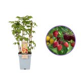 Zmeura Rosu TRIO (Rubus Idaeus), trei soiuri diferite de zmeura intr-un singur arbust,  rosu, galben si negru, an 1 pe rod