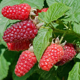 Zmeura Curgatoare Tayberry cu gust dulce intens si fructe mari, ideala pentru pergole, an 1 pe rod
