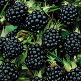 Tüske nélküli szeder Rubus fruticosus Thornfree, bőtermő szeder, nagy édes termésekkel, kertbe, már az első évtől termő