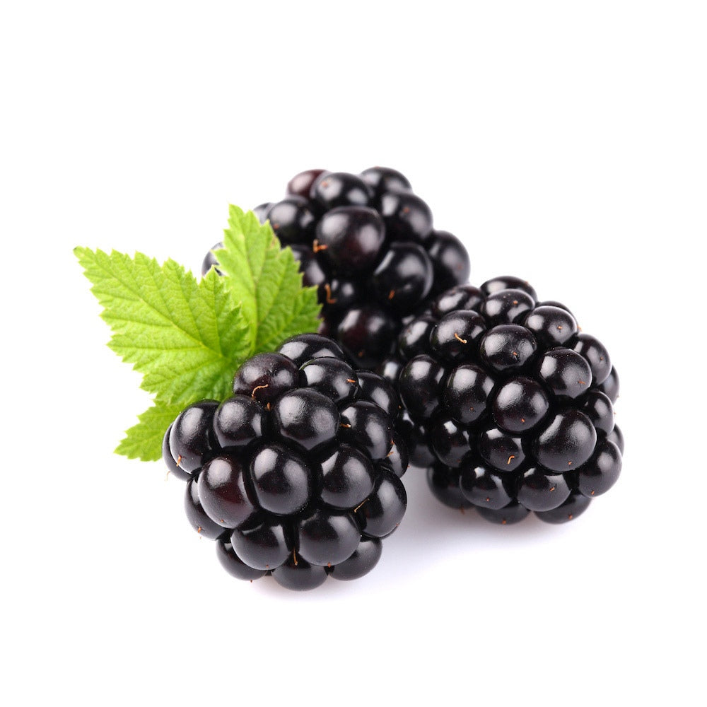 Tüske nélküli szeder Rubus fruticosus Thornfree, bőtermő szeder, nagy édes termésekkel, kertbe, már az első évtől termő