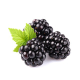 Tüske nélküli szeder Rubus fruticosus Thornfree, bőtermő szeder, nagy édes termésekkel, kertbe, már az első évtől termő
