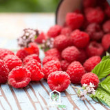 Zmeura Sweet Sister productiva si aromata, ideala pentru gradina de acasa, an 1 pe rod