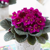 Violeta de Parma, Saintpaulia More Lips, cu flori fuchsia, plante inflorita, de interior, intretinere minima