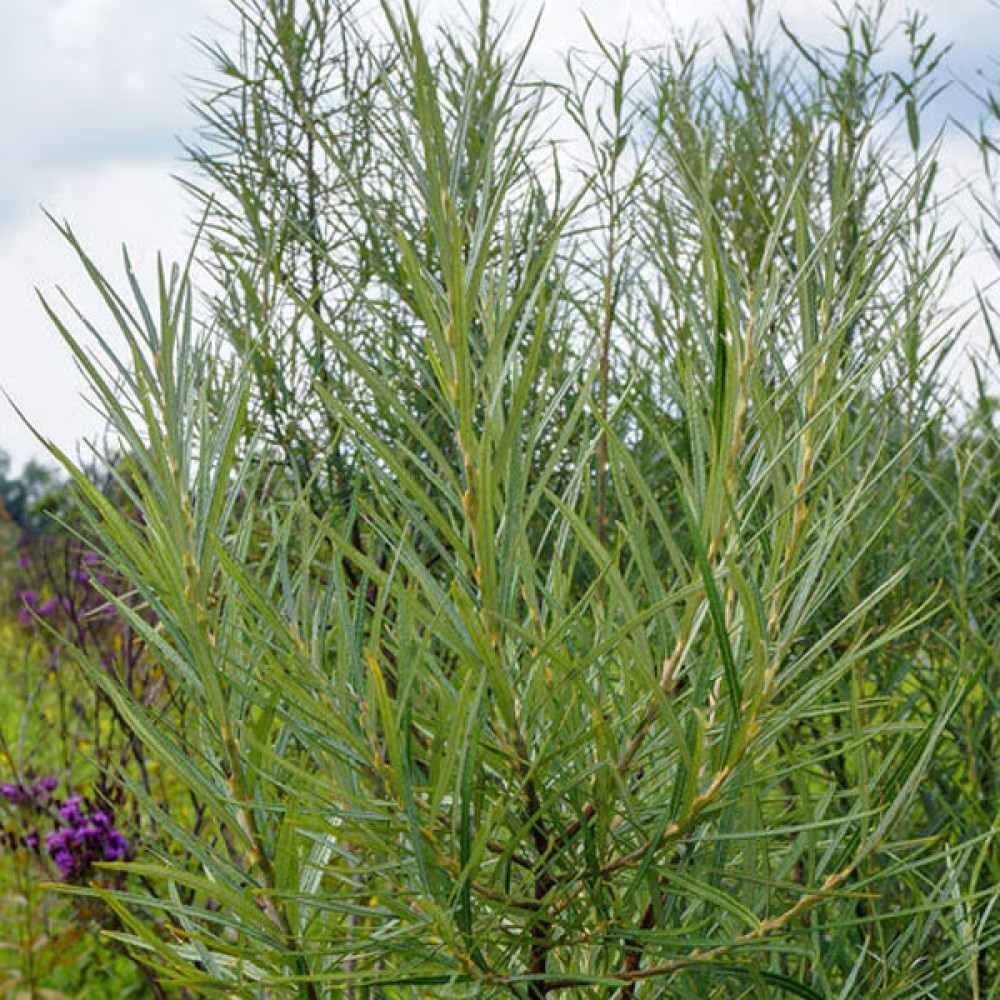 Díszfűz (Salix palmowa), széles díszlevelekkel és gyors növekedéssel, ellenálló fa magyarországi kertekbe