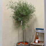 Díszfűz (Salix palmowa), széles díszlevelekkel és gyors növekedéssel, ellenálló fa magyarországi kertekbe