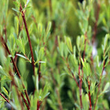 Salcie Purpurie Pitica (Salix purpurea), arbust ornamental cu crestere rapida, frunzis argintiu-verde, ramuri subtirii purpurii-rosii, gard viu, coroana rotunjita