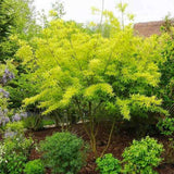Salcie (Salix) Golden Sunshine, salcie ornamentala cu frunze galbene aurii stralucitoare, crestere rapida