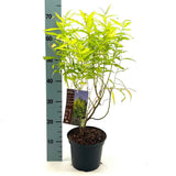 Salcie (Salix) Golden Sunshine, salcie ornamentala cu frunze galbene aurii stralucitoare, crestere rapida