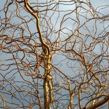 Salix Rasucita babylonica Tortuosa, salcie decorativa cu ramuri rasucite, crestere rapida, rezistenta frig