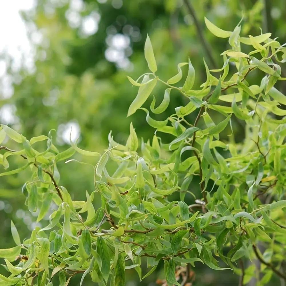 Salix Rasucita babylonica Tortuosa, salcie decorativa cu ramuri rasucite, crestere rapida, rezistenta frig