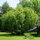 Salix Rasucita babylonica Tortuosa, salcie decorativa cu ramuri rasucite, crestere rapida, rezistenta frig