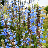 Salvie de Balta Uliginosa, planta perena decorativa, flori albastre, atractiva pentru polenizatori