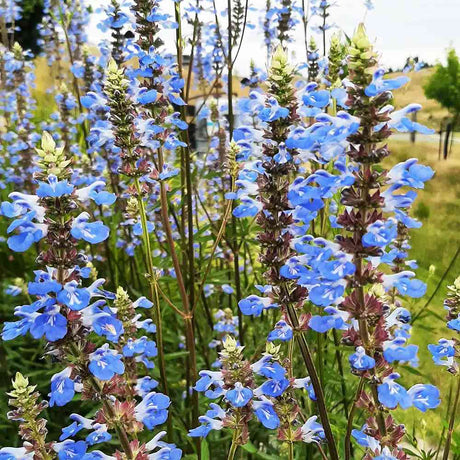 Salvie de Balta Uliginosa, planta perena decorativa, flori albastre, atractiva pentru polenizatori