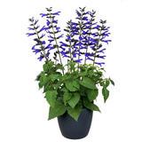 Salvia Salgoon Lake Blueberry planta perena cu flori albastre parfumate