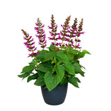 Salvia Salgoon Lake Flamingo, planta perena cu flori roz atragatoare si rezistenta la seceta