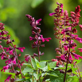 Salvia Salgoon Lake Flamingo, planta perena cu flori roz atragatoare si rezistenta la seceta