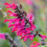 Salvia Amante, planta perena cu flori rosii-fuchsia, inflorire indelungata