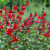 Salvia Royal Bumble, planta perena cu flori rosii intense, inflorire lunga
