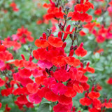 Salvia Royal Bumble, planta perena cu flori rosii intense, inflorire lunga