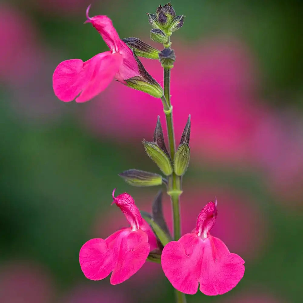 Salvia Vevina, planta perena cu flori rosii-violet vibrante, inflorire indelungata