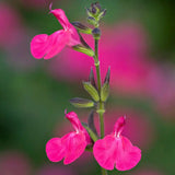 Salvia Vevina, planta perena cu flori rosii-violet vibrante, inflorire indelungata