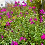 Salvia Vevina, planta perena cu flori rosii-violet vibrante, inflorire indelungata