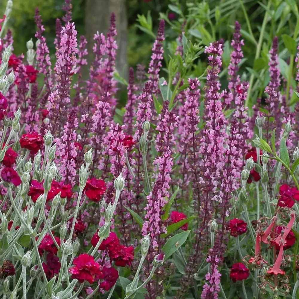 Erdei zsálya 'Amethyst' – hosszan virágzó, ametisztlila füzérekkel