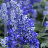Salvia farinacea Sallyfun Deep Ocean, planta perena cu flori albastre intense atrage albine si rezista la seceta
