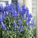 Salvia farinacea Sallyfun Deep Ocean, planta perena cu flori albastre intense atrage albine si rezista la seceta
