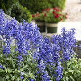 Salvia farinacea Sallyfun Deep Ocean, planta perena cu flori albastre intense atrage albine si rezista la seceta