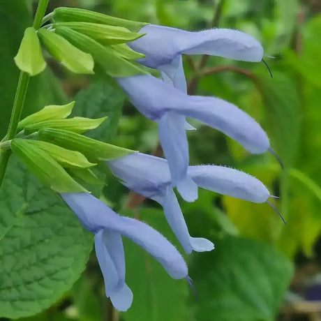Salvia Argentine Skies - planta perena cu flori albastre delicate, inflorire lunga