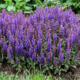 Salvia nemorosa Blue Bouquetta, planta perena cu flori albastre intense, inflorire abundenta